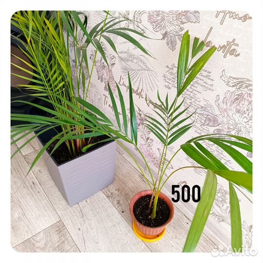 Комнатные цветы для дома и офиса