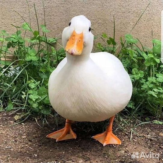 Утки живой вес