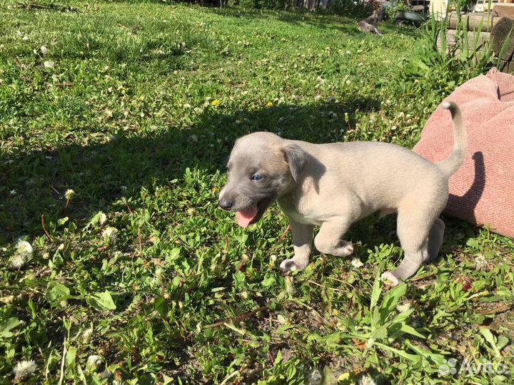 Щенки уиппета