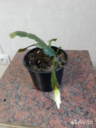 Цветок декабрист