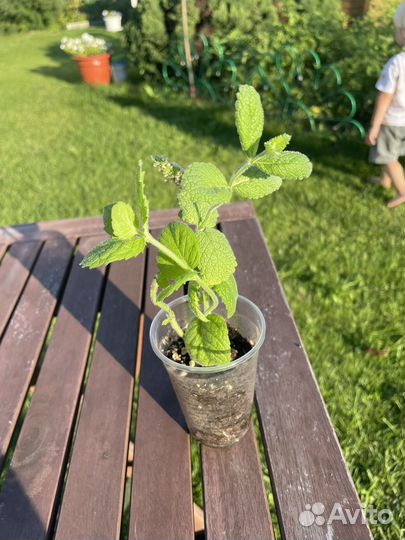 Мята сортовая