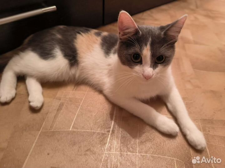 Кошки в добрые руки бесплатно