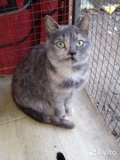 Кошка
