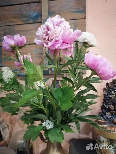 Пионы розовые