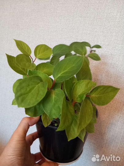 Лимонник китайский саженцы