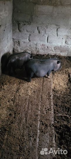 Вьетнамск вислобрюхий поросенок