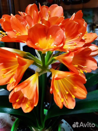 Гиппиаструм