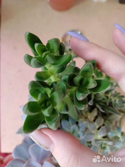 Садик суккулентов