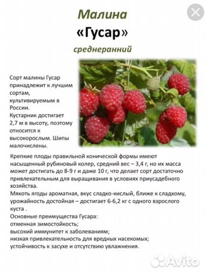 Малина Гусар, Карамелька, Полка, Бригантина