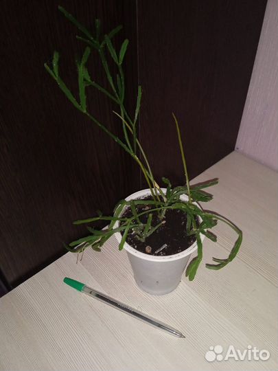 Цветы комнатные