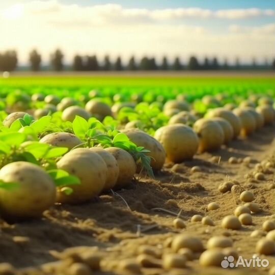 Вкусный картофель