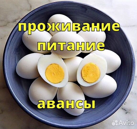 Вахта в Великом Новгороде/ рабочий на птицефабрику