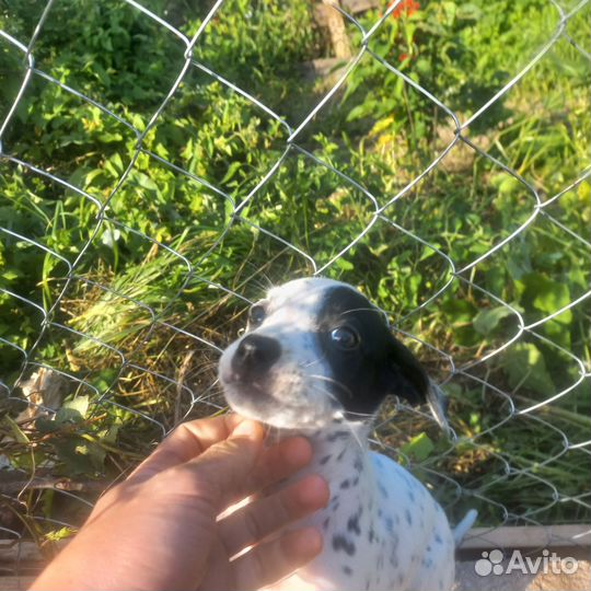 Щенки далматинца