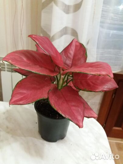 Аглаонемы в ассортименте тай