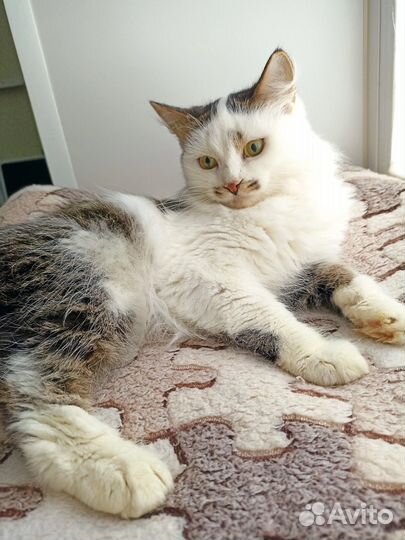 Кошка