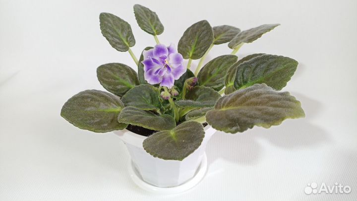 Цветы. Растения. Фиалки