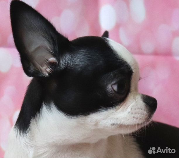 Чихуахуа щенки Москва