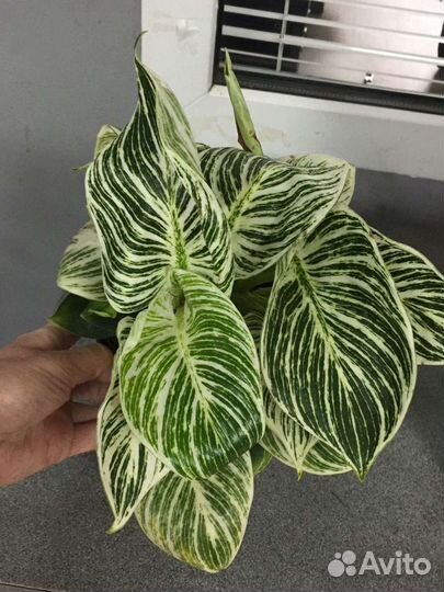 Филодендрон