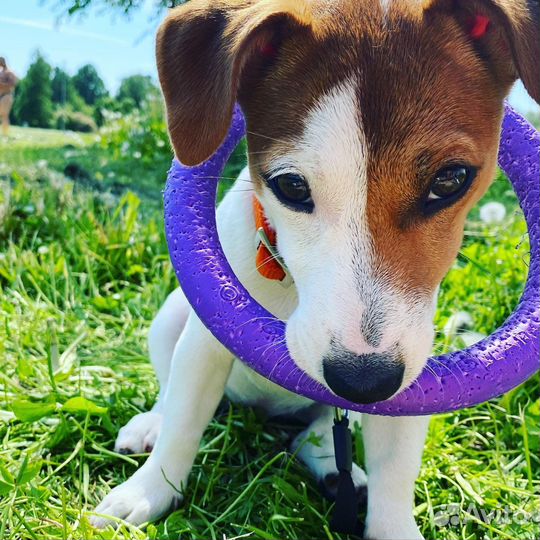 Собака для фотосессии и видео