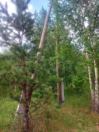 Участок 15 сот. (СНТ, ДНП)