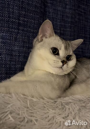 Кот вязка