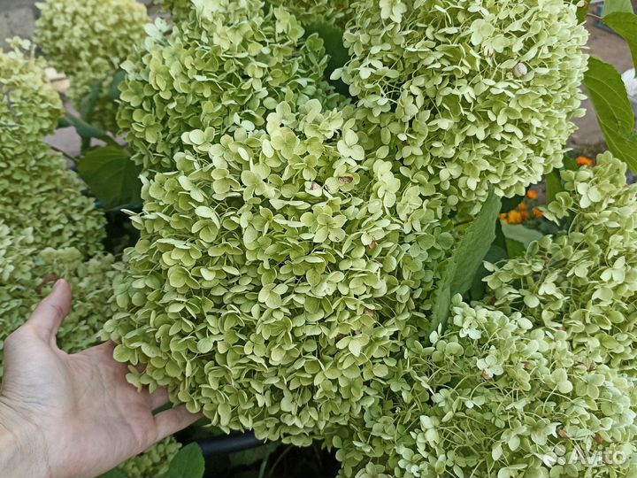 Гортензия Стронг Аннабелль