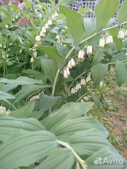 Купена (Соломонова печать)