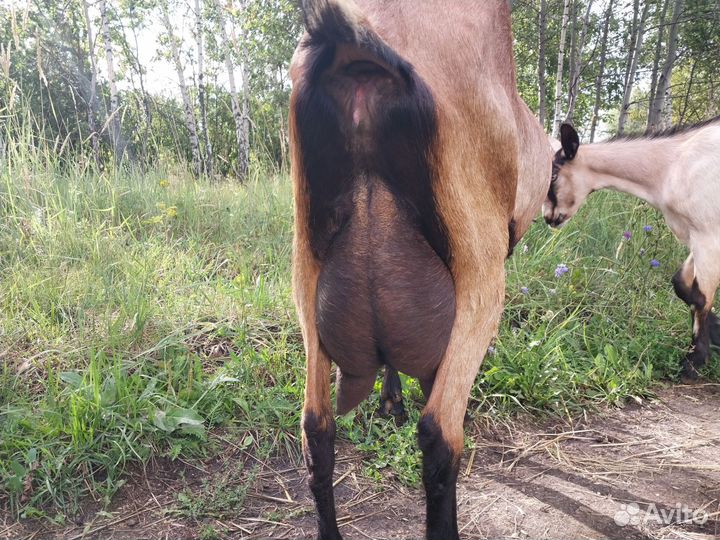 Коза альпийская