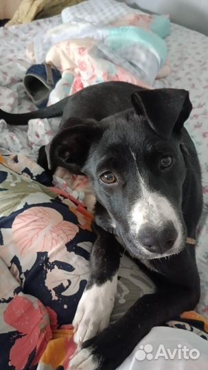 Щенок в добрые руки