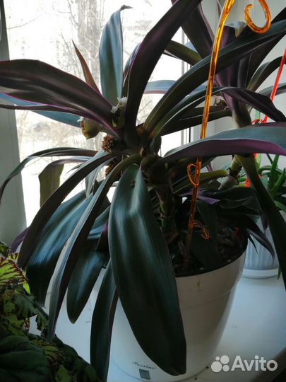 Традисканция Рио