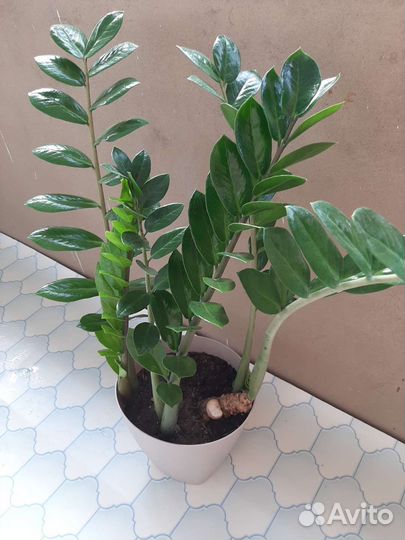 Замиокулькас