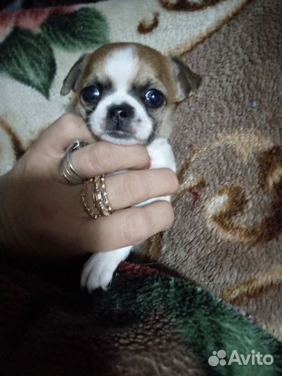 Щенки чихуахуа