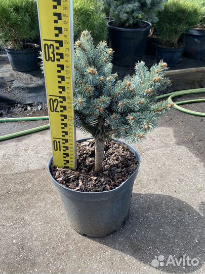 Ель глаука глобоза на штамбе