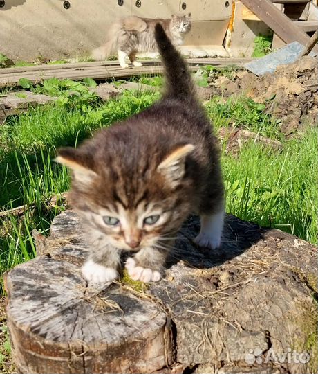 Кошка в дар