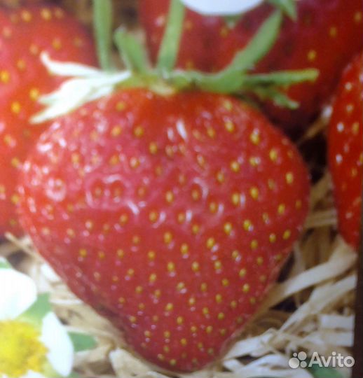 Рассада клубники