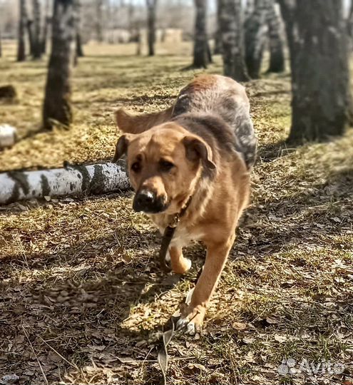 Среднеазиатская овчарка метис из приюта