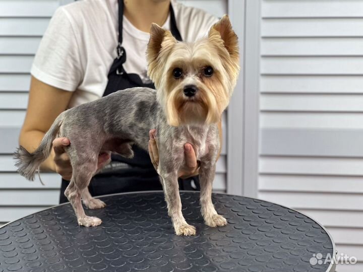 Груминг, экспресс-линька