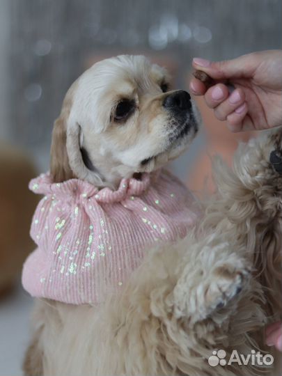 Шапка снуд для собак