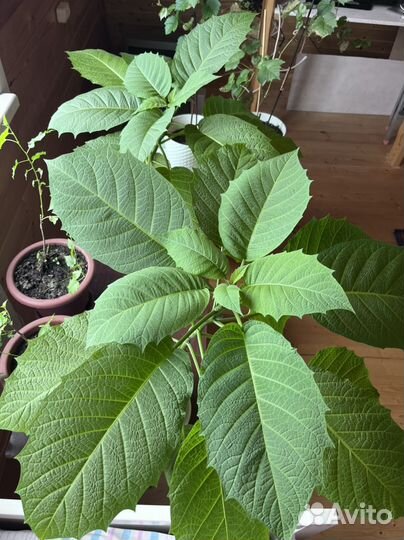 Бругмансия