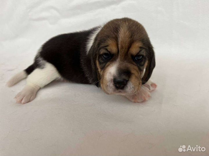 Щенки бигль