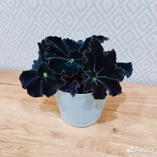 Бегонии много сортов