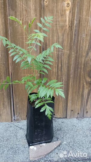 Чекалкин орех