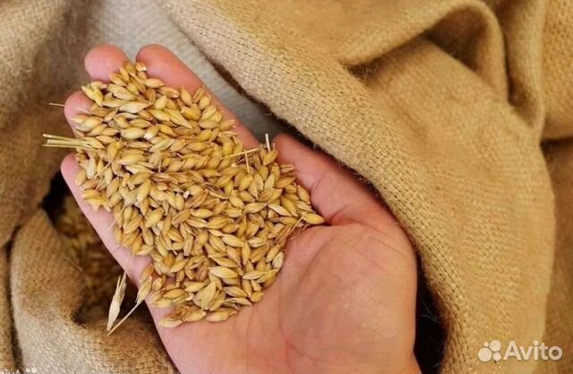 Пшеница ячмень