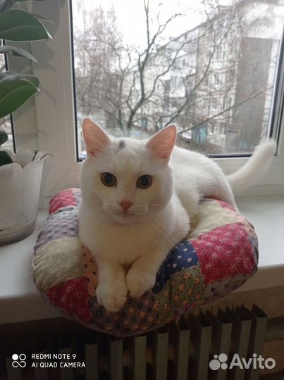 Потерялась кошка