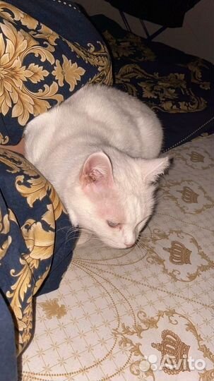 Отдам Турецкую ангору