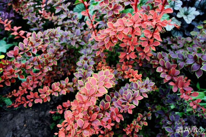 Барбарисы укоренные черенки