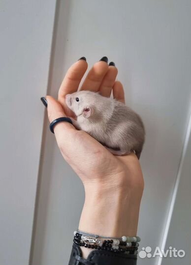 Сиамские крысята дамбо