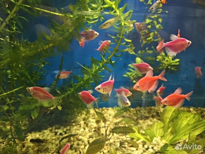 Тернеция гло