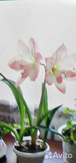 Гиппеаструм, амараллис, фикус бенджамина