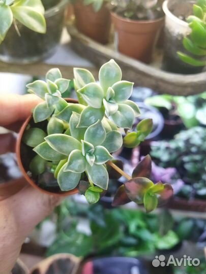 Суккуленты